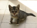 Leyla 06.08.2011.jpg