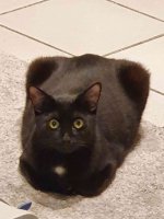 raven fat.jpg