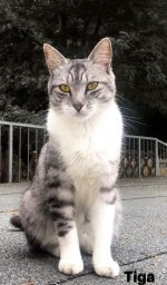 tiga2.jpg