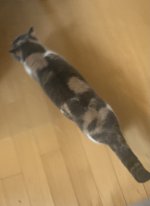 2F493676-15A4-41A5-8F3D-46FFB44E0EFB.jpeg