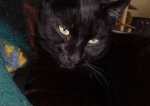 cleo2.jpg