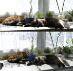 Telli&Bonita02.jpg
