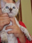 Kater 8 Wochen.JPG Kater 8 Wochen.JPG