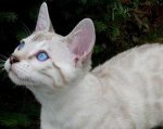 Traumkater.jpg Traumkater.jpg