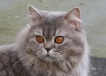 gipsy02.jpg