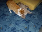 IMG_1941.JPG