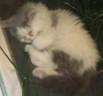 zoo1100.jpg zoo1100.jpg