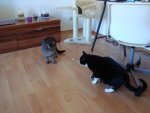 DSC00217.jpg