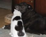 Molly_Tiptoe_290911_5.jpg
