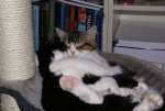 Brimba und Kinnie kuscheln.jpg