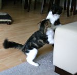 Brimba und Kinnie kämpfen.jpg
