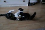 Brimba und Kinnie kloppen sich.jpg