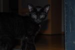 katze neu.jpg