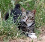 CharlyMai2011.jpg
