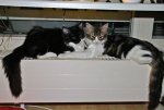 Brimba und Kinnie auf der Heizung.jpg