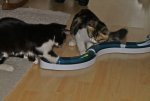 Kinnie, Brimba Spielschiene.jpg