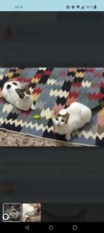 Screenshot_2023-01-18-18-14-43-15_40deb401b9ffe8e1df2f1cc5ba480b12.jpg