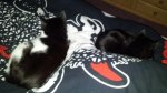 sleepy cats.jpg