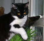 Kinnie am Fenster.jpg