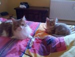 2011-10-23 14.56.29.jpg