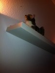 Katzen 024.jpg