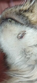 VideoCapture_20230409-104733.jpg