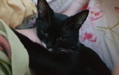 katze1.JPG