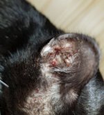 katze3.JPG