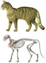 Katze4.jpg