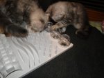 DSC02392.JPG