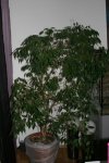 IMG_4445.jpg