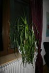 IMG_4446.jpg