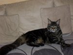 katze 001.jpg
