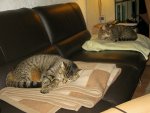 Katzen01.JPG