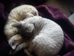 DSC00188.jpg