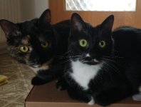 katzen.jpg