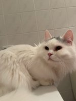 IMG_8572.jpeg