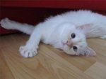 IMG_1116.jpg