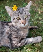mietzekater.jpg
