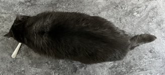 IMG_1503.jpeg