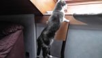 Cat2.jpg