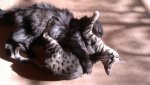 2012-04-01-068.jpg
