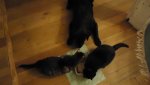 DSC00204.jpg