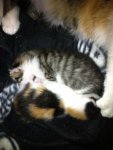Kitten.jpg