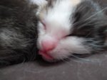 SAM_0055.jpg