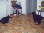 fp 1070.JPG