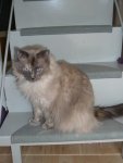 2 Ragdoll Mädels (1).jpg
