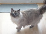 2 Ragdoll Mädels (2).jpg