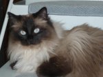2 Ragdoll Mädels.jpg