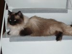 2 Ragdoll Mädels (6).jpg